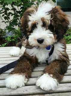 a small brown and white dog sitting on top of a wooden bench with a leash