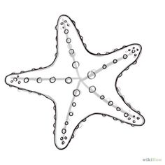 a drawing of a starfish on a white background