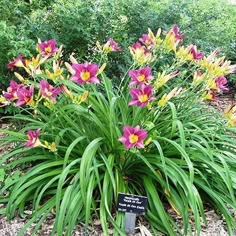 purple and yellow flowers are growing in the dirt near some bushes, with a sign on it