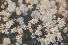 small white flowers with yellow centers are in the middle of an area that looks like it is