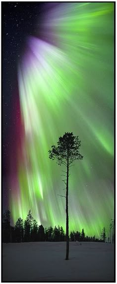 an aurora bore is seen in the sky above a tree