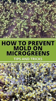 Mold on microgreens Spice Garden, Herb Garden In Kitchen, Succession Planting, Growing Microgreens, Sprouting Seeds, Backyard Flowers, Home Vegetable Garden