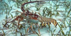 a close up of a lobster in the water with seaweed on it's side