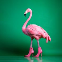 a pink flamingo standing in front of a green background wearing high heeled boots