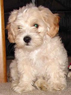 a small white dog sitting on the floor