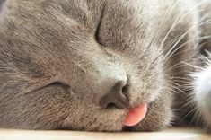 a gray cat laying on top of a wooden floor next to a white kitten with it's tongue hanging out