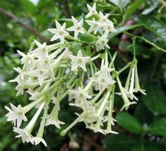 white flowers are blooming in the forest