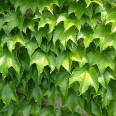 green leaves are growing on the side of a building