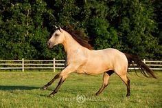 a horse is galloping in an open field