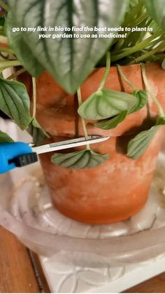 a close up of a potted plant with scissors