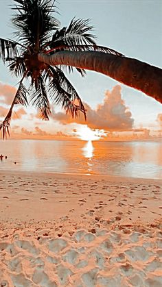 a palm tree on the beach with sunset in the backgrounnd and clouds in the sky