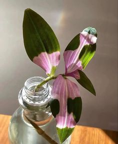 a pink and white flower in a glass vase