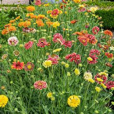 many different colored flowers in a garden