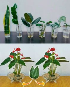 there are many plants in the vases on the table and one is red with green leaves