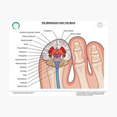 "Brain Reflexology Map" Photographic Print for Sale by ChantelCLucier | Redbubble Reflexology Points, Basal Ganglia, Hand Reflexology, Spinal Nerve, White Matter, Foot Reflexology, Care For Others, Health And Fitness Articles, Gray Matters