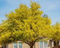 a tree with yellow leaves in front of a house