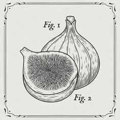 an illustration of figs on a white background with the words fig 1 and 2