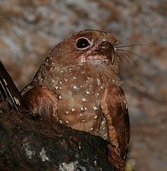 an owl sitting on top of a tree branch