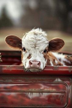 a brown and white cow sticking its head out of a red truck