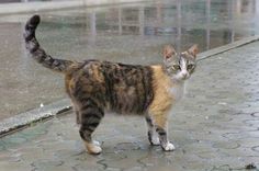 a cat is standing on the sidewalk in the rain