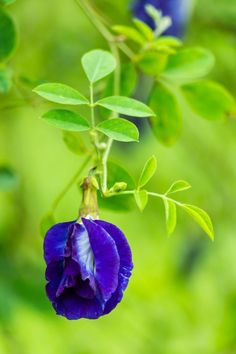 a purple flower with green leaves in the background