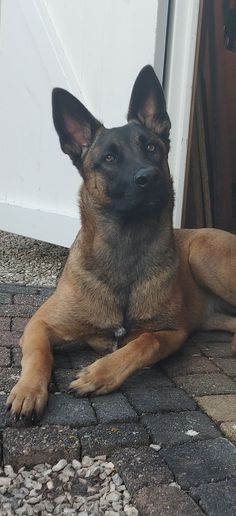 a dog laying on the ground in front of a door and looking up at the camera