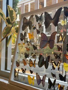 many butterflies are on display in a glass case next to a window with a view of the street