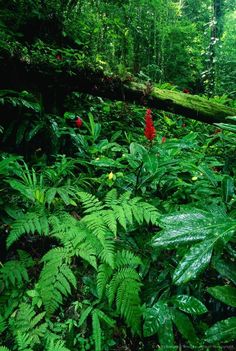 a lush green forest filled with lots of trees and flowers next to a fallen tree