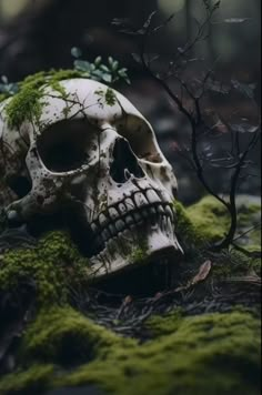 a skull with moss growing on it in the woods