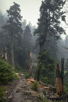 the trail is surrounded by tall trees and fog