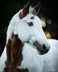 a brown and white horse with blue eyes