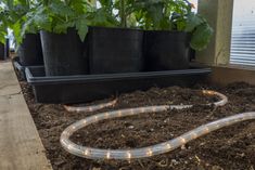 a garden with plants and lights on the ground