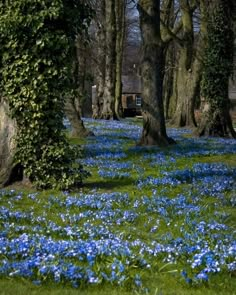 blue flowers are growing in the grass near trees