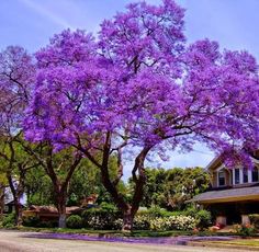 a large purple tree in front of a house