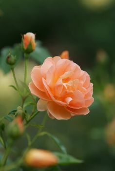 an orange flower with green leaves in the background