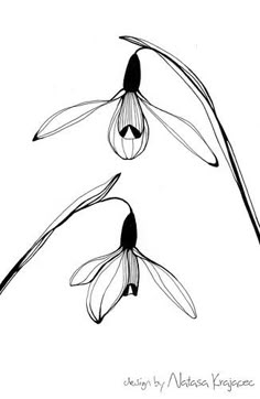 three black and white flowers are shown in this ink drawing by natsa kregere