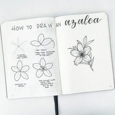 an open notebook with drawings of flowers and how to draw an agalea on it