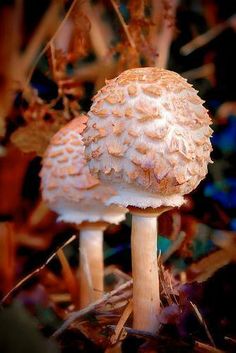 two mushrooms that are sitting on the ground