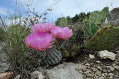 a cactus with pink flowers in the desert