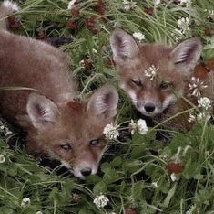 two foxes are standing in the tall grass with white flowers on their head and one is looking at the camera