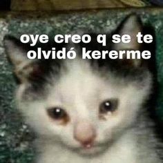 a white cat with brown eyes and the caption says, oye creo q se te olviddo kereme