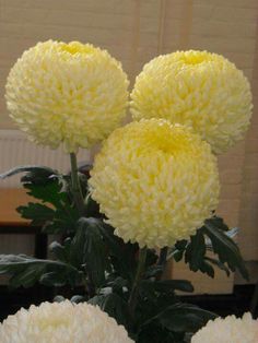 three yellow flowers in a vase on a table