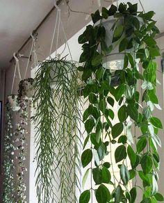 some green plants hanging from the side of a building