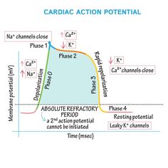 a diagram showing the stages of an action potential