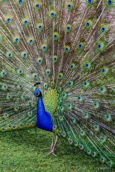 the peacock is displaying its feathers with it's tail