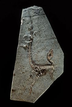 an image of a rock with a dinosaur on it's side and a skeleton in the middle