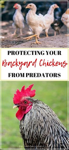 chickens with the words how to protect your backyard chickens from predators on top and bottom