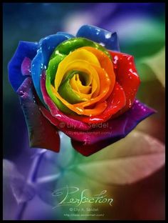 a multicolored rose with water droplets on it