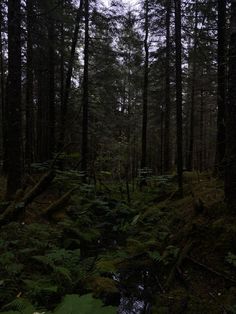 a dark forest with lots of trees and plants