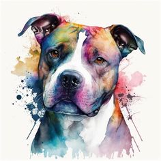 a dog with colorful paint splattered on it's face and head, in front of a white background